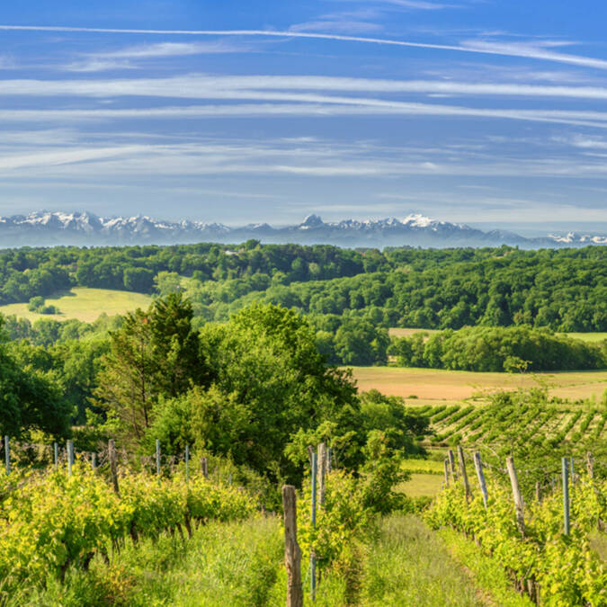 Vignes en Tursan